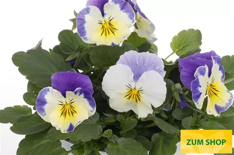 Volante-Compact-Cream-Lilac-Wing.jpg Volante-Compact-Cream-Lilac-Wing.jpg