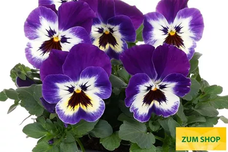 Volante-Compact-Purple-Picotee-Volmary.jpg Volante-Compact-Purple-Picotee-Volmary.jpg