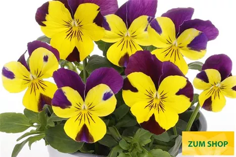 Volante-Compact-Yellow-Purple-Wing-Volmary.jpg Volante-Compact-Yellow-Purple-Wing-Volmary.jpg