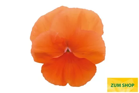 Carneval-Deep-Orange-Volmary.jpg Carneval-Deep-Orange-Volmary.jpg