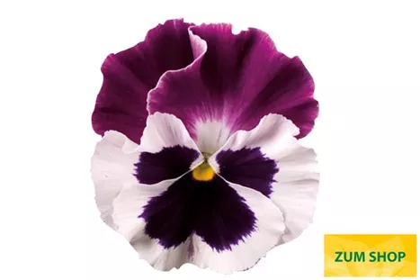 Carneval-White-Burgundy-Wing-Volmary.jpg Carneval-White-Burgundy-Wing-Volmary.jpg