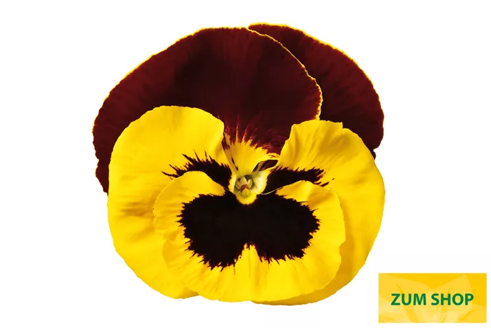 Carneval-Yellow-Red-Wing-Volmary.jpg Carneval-Yellow-Red-Wing-Volmary.jpg