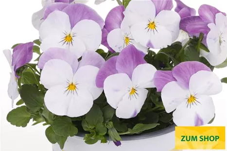 Volante-Compact-White-Pink-Wing-Volmary.jpg Volante-Compact-White-Pink-Wing-Volmary.jpg