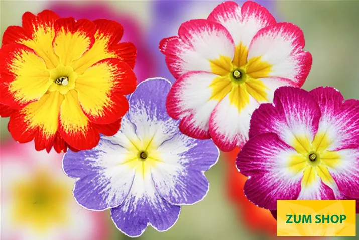 Dakota-Bicolor-Mix-Volmary.jpg Dakota-Bicolor-Mix-Volmary.jpg