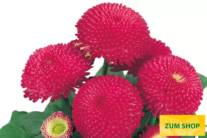 Tasso-Deep-Rose-Volmary.jpg Tasso-Deep-Rose-Volmary.jpg