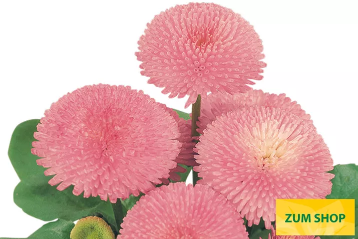 Tasso-Pink-Volmary.jpg Tasso-Pink-Volmary.jpg