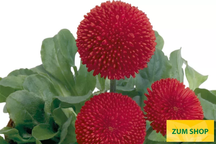 Tasso-Red-Volmary.jpg Tasso-Red-Volmary.jpg