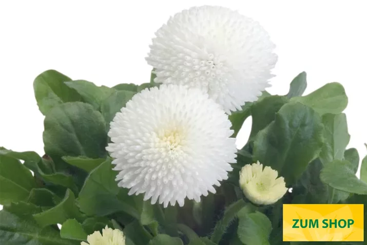 Tasso-White-Volmary.jpg Tasso-White-Volmary.jpg