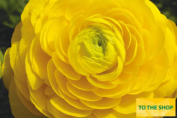 Ranunculus-Magic-Yellow-Volmary_EN.jpg