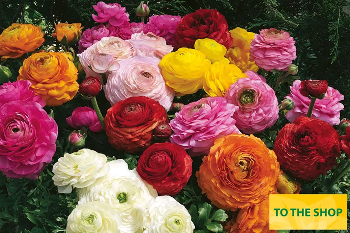 Ranunculus-Magic-Mix-Volmary_EN.jpg