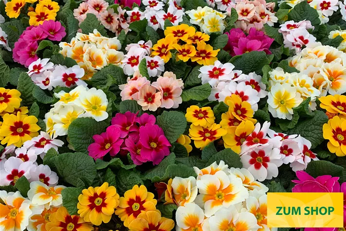 Jupiter-Select-Mix-Volmary.jpg Jupiter-Select-Mix-Volmary.jpg