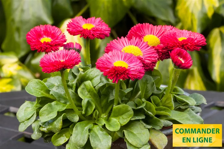 Beluga-Eay-Red-Volmary-FR.jpg Beluga-Eay-Red-Volmary-FR.jpg