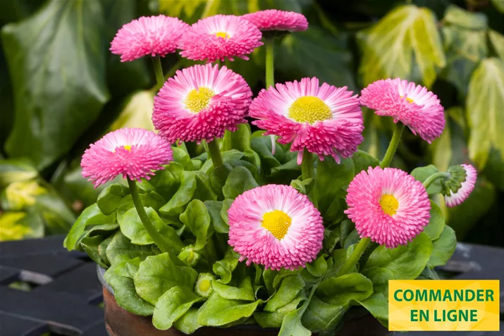 Beluga-Easy-Rose-Volmary-FR.jpg Beluga-Easy-Rose-Volmary-FR.jpg