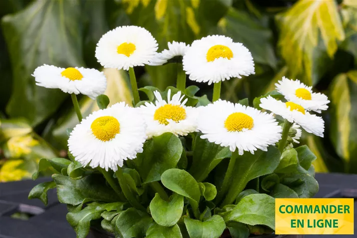 Beluga-Easy-White-Volmary-FR.jpg Beluga-Easy-White-Volmary-FR.jpg