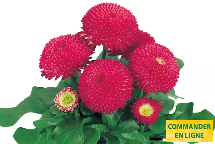 Tasso-Deep-Rose-Volmary-FR.jpg Tasso-Deep-Rose-Volmary-FR.jpg