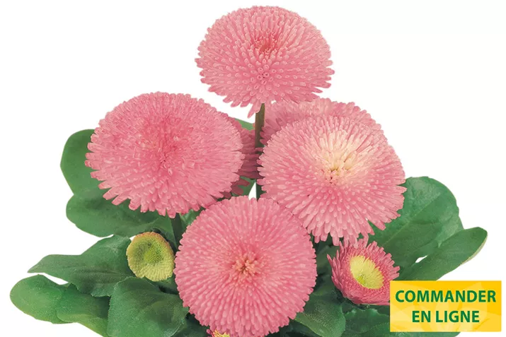 Tasso-Pink-Volmary-FR.jpg Tasso-Pink-Volmary-FR.jpg