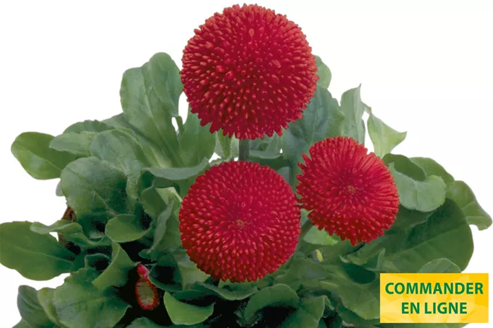 Tasso-Red-Volmary-FR.jpg Tasso-Red-Volmary-FR.jpg