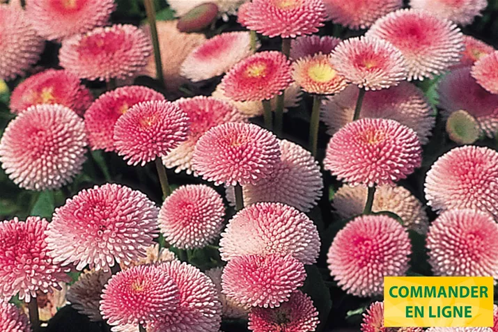 Tasso-Strawberries-Cream-Volmary-FR.jpg Tasso-Strawberries-Cream-Volmary-FR.jpg