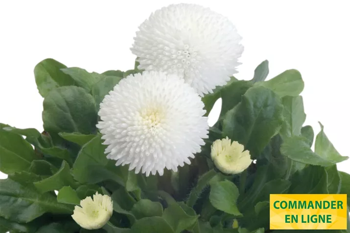 Tasso-White-Volmary-FR.jpg Tasso-White-Volmary-FR.jpg