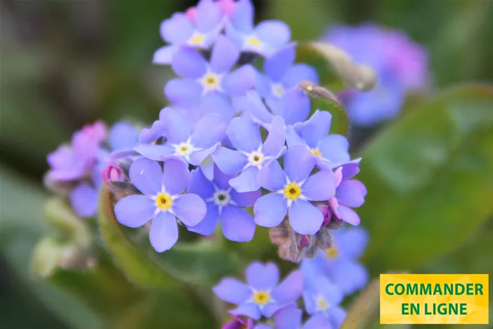 Great-Friend-Blue-Volmary-FR.jpg Great-Friend-Blue-Volmary-FR.jpg