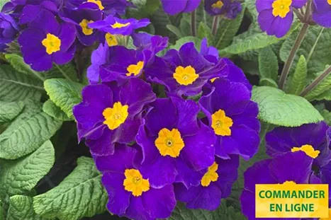 Inara-Blue-Volmary-FR.jpg Inara-Blue-Volmary-FR.jpg