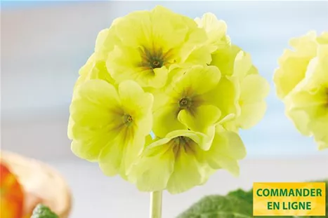 Inara-Lime-Volmary-FR.jpg Inara-Lime-Volmary-FR.jpg