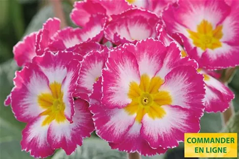 Inara-Pink-Bicolor-Volmary-FR.jpg Inara-Pink-Bicolor-Volmary-FR.jpg