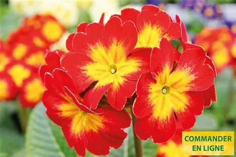 Inara-Red-Fire-Volmary-FR.jpg Inara-Red-Fire-Volmary-FR.jpg