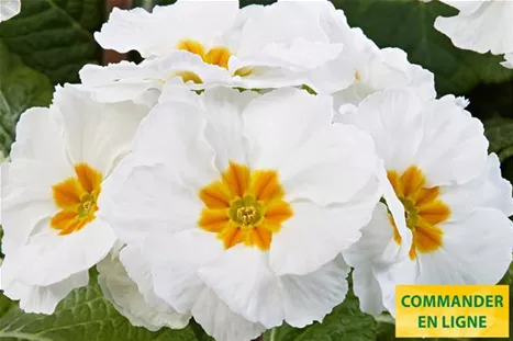 Inara-White-Volmary-FR.jpg Inara-White-Volmary-FR.jpg