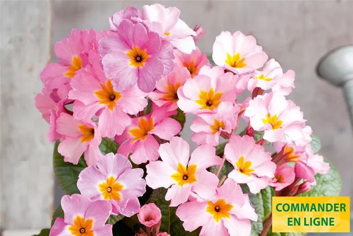 Sylvita-Lavender-Volmary-FR.jpg Sylvita-Lavender-Volmary-FR.jpg