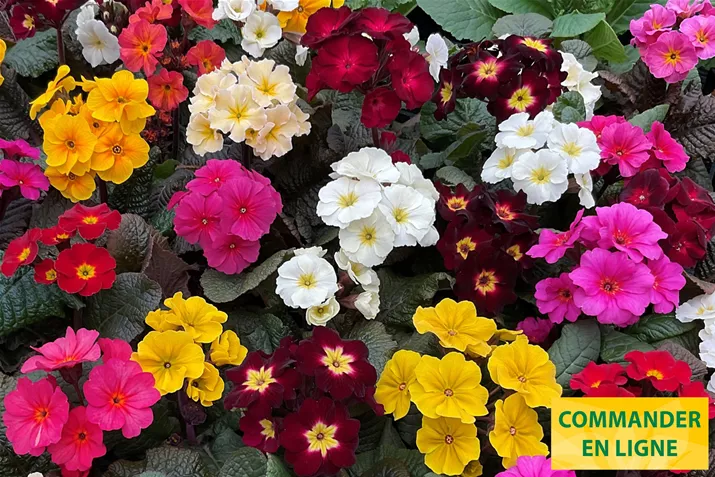 Sylvita-Compact-Volmary-FR.jpg Sylvita-Compact-Volmary-FR.jpg