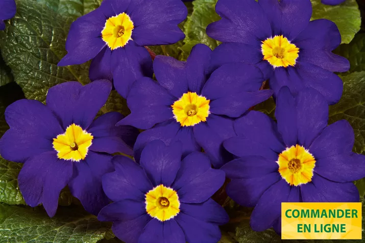 Arizona-Blue-Volmary-FR.jpg Arizona-Blue-Volmary-FR.jpg