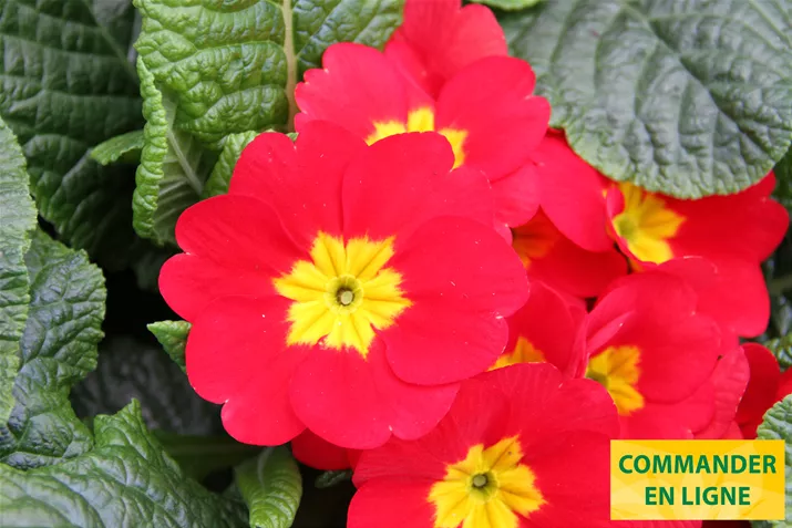 Arizona-Scarlet-Volmary-FR.jpg Arizona-Scarlet-Volmary-FR.jpg