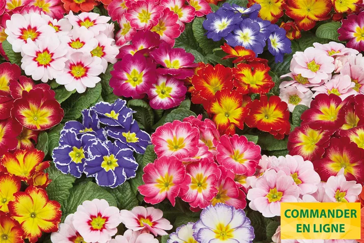 Arizona-BiColor-Mix-Volmary-FR.jpg Arizona-BiColor-Mix-Volmary-FR.jpg