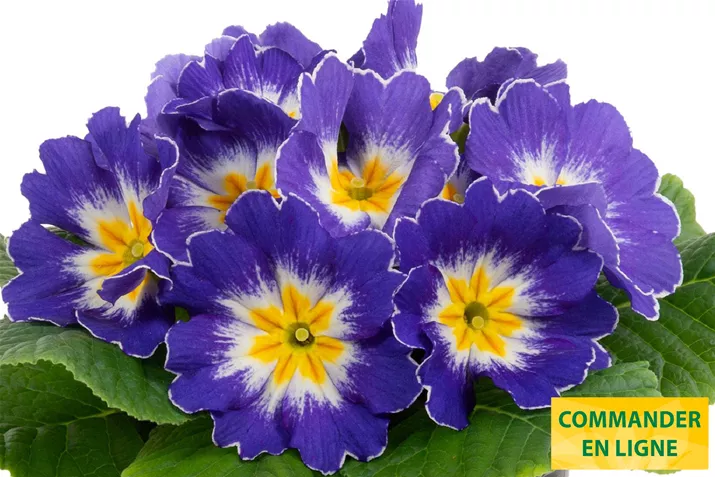 Paradiso-Mid-Blue-Bicolour-Volmary-FR.jpg Paradiso-Mid-Blue-Bicolour-Volmary-FR.jpg