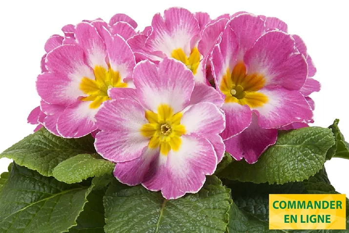 Paradiso-Mid-Pink-Bicolour-Volmary-FR.jpg Paradiso-Mid-Pink-Bicolour-Volmary-FR.jpg