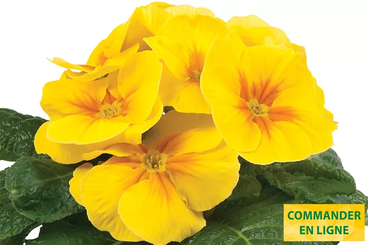 Paradiso-Mid-Yellow-Volmary-FR.jpg Paradiso-Mid-Yellow-Volmary-FR.jpg