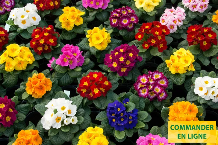 Paradiso-Mid-Mix-Volmary-FR.jpg Paradiso-Mid-Mix-Volmary-FR.jpg