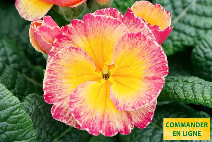 Dakota-Bicolor-Salmon-Volmary-FR.jpg Dakota-Bicolor-Salmon-Volmary-FR.jpg