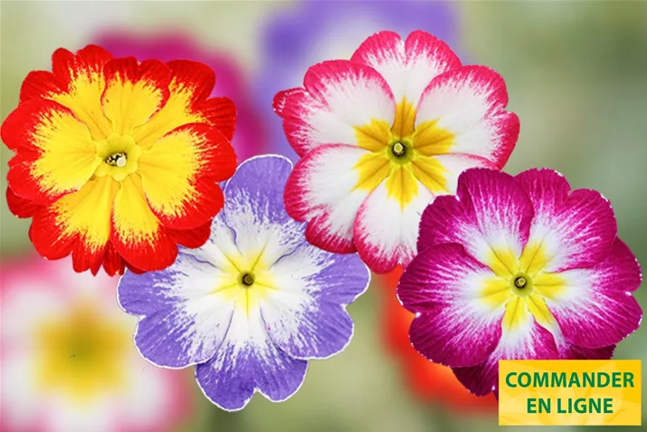 Dakota-Bicolor-Mix-Volmary-FR.jpg Dakota-Bicolor-Mix-Volmary-FR.jpg