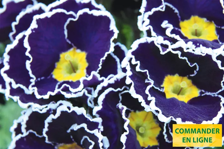 Sacarina-Blue-Colours-Volmary-FR.jpg Sacarina-Blue-Colours-Volmary-FR.jpg