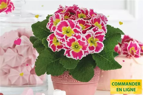 Sacarina-Rose-Volmary-FR.jpg Sacarina-Rose-Volmary-FR.jpg