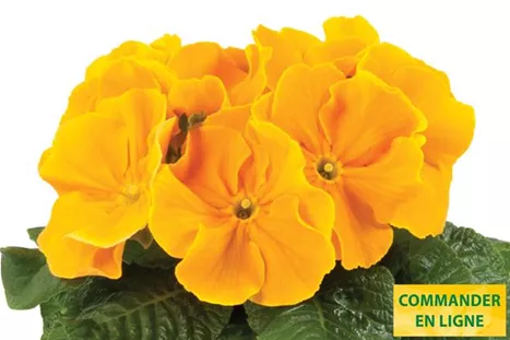 Paradiso-Late-Golden-Orange-Volmary-Fr.jpg Paradiso-Late-Golden-Orange-Volmary-Fr.jpg