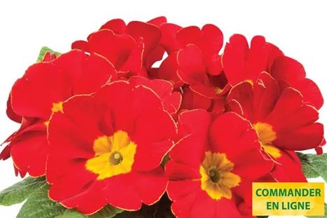 Paradiso-Late-Red-Volmary-FR.jpg Paradiso-Late-Red-Volmary-FR.jpg