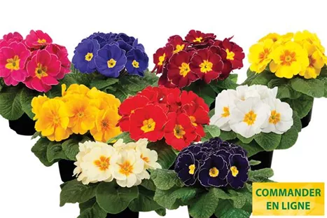 Paradiso-Late-Mix-Volmary-FR.jpg Paradiso-Late-Mix-Volmary-FR.jpg