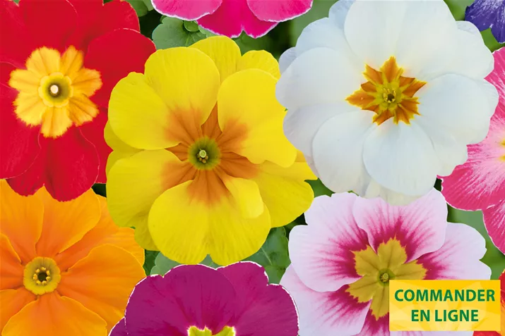 Alaska-Special-Mix-Volmary-FR.jpg Alaska-Special-Mix-Volmary-FR.jpg