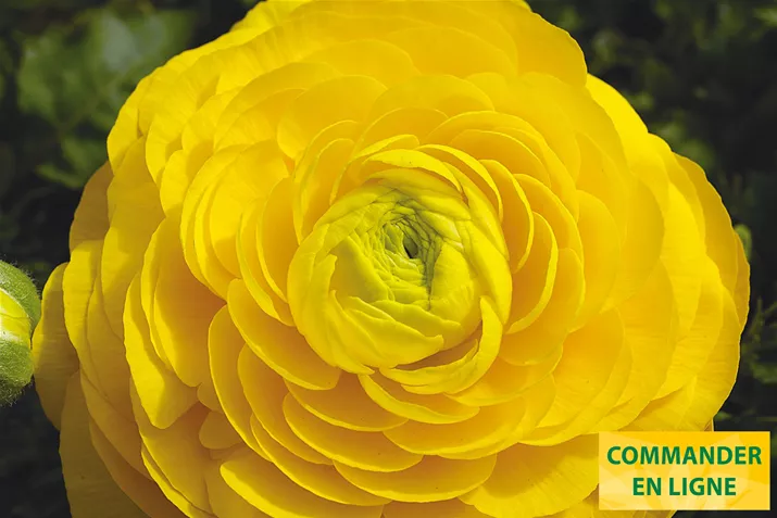 Magic-Yellow-Volmary-FR.jpg Magic-Yellow-Volmary-FR.jpg