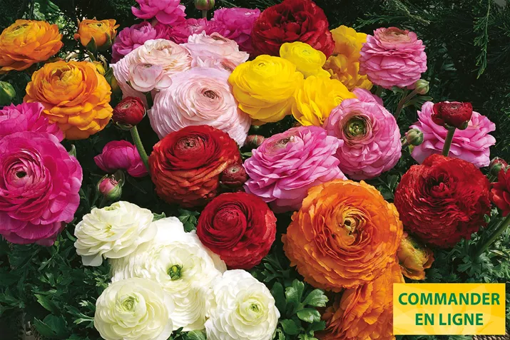 Magic-Mix-Volmary-FR.jpg Magic-Mix-Volmary-FR.jpg