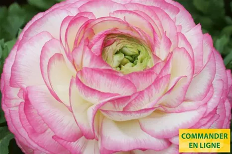 Gambit-Bicolor-Pink-Volmary-FR.jpg Gambit-Bicolor-Pink-Volmary-FR.jpg