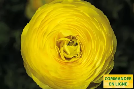 Gambit-Yellow-Volmary-FR.jpg Gambit-Yellow-Volmary-FR.jpg